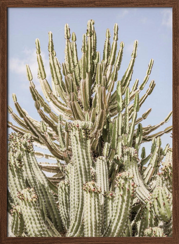 Catus Forest Poster