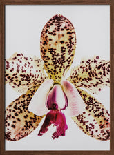 Coral Orchid Poster