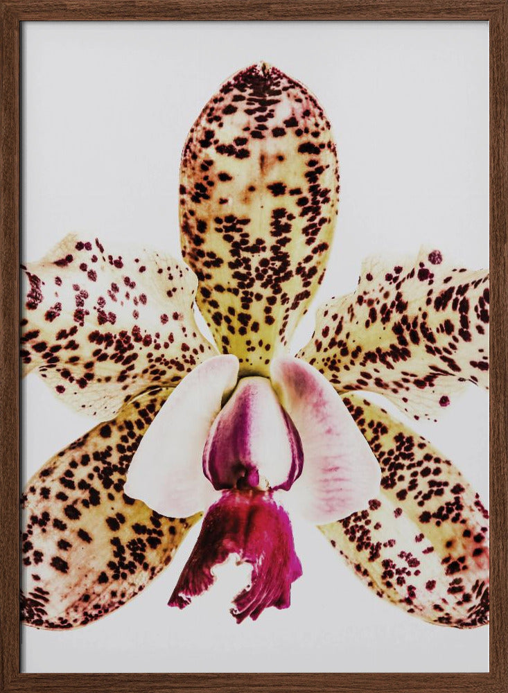 Coral Orchid Poster