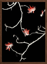 Coral Tree Poster