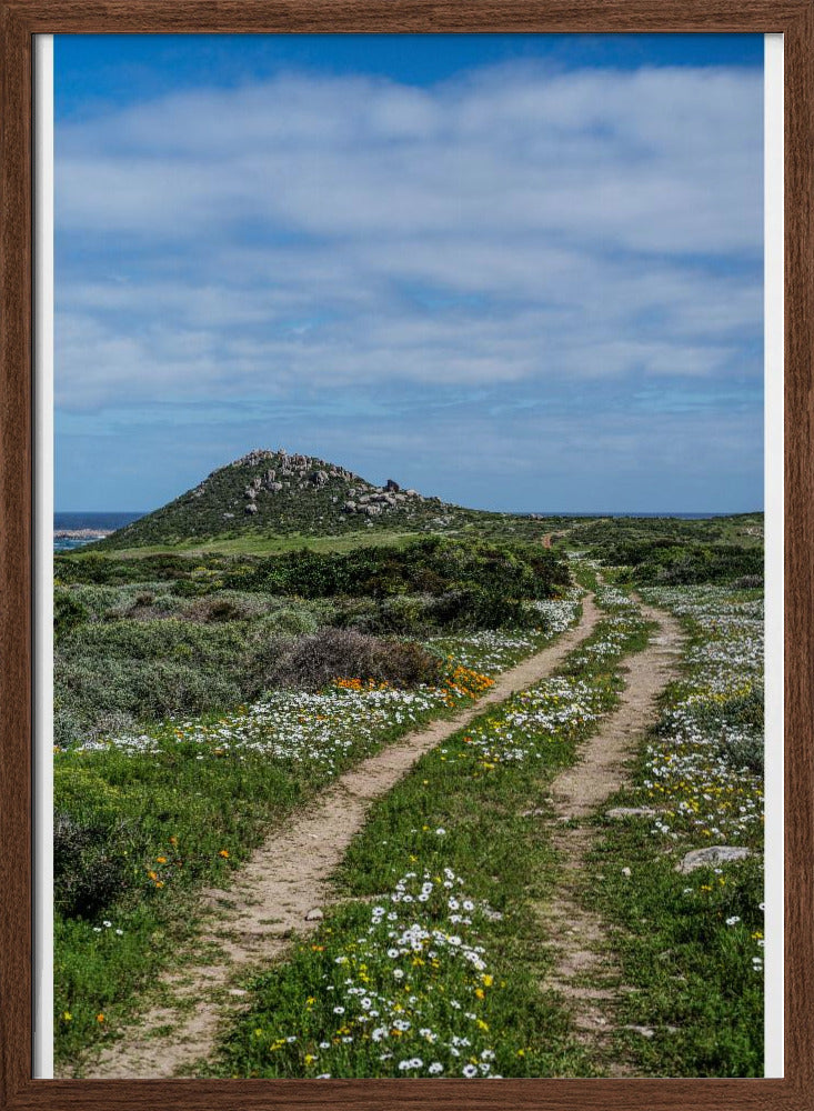 Daisy Path Poster