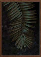 Cycad Poster