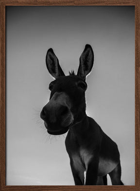 Donks Poster