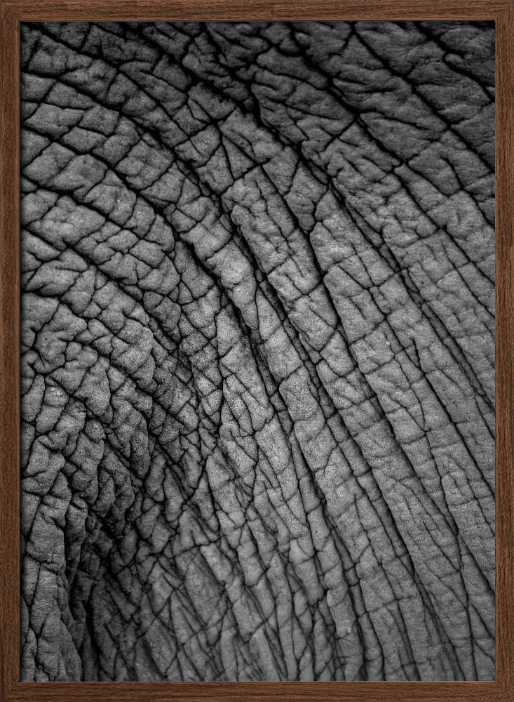 Elephant Study No2 Poster