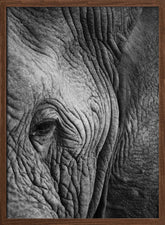 Elephant Study Poster