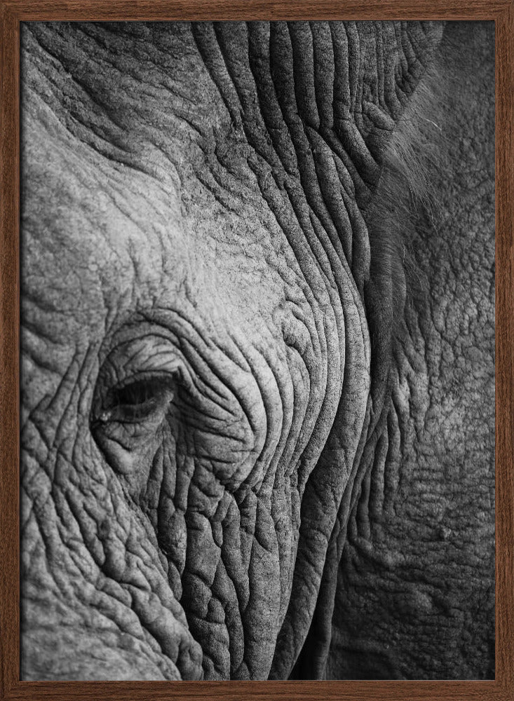 Elephant Study Poster