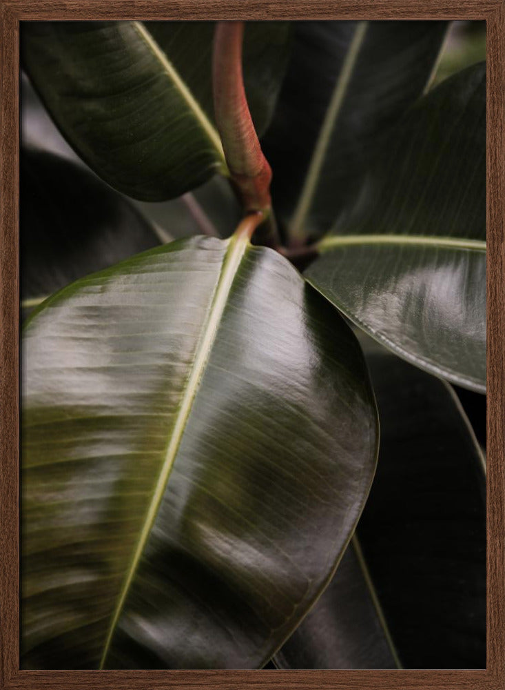 Ficus Bubu Poster