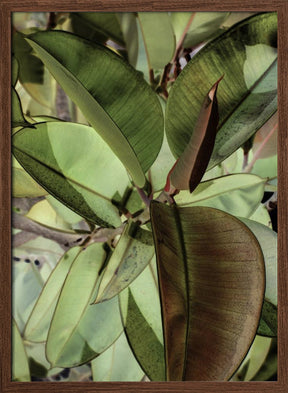 Ficus Elastica Poster