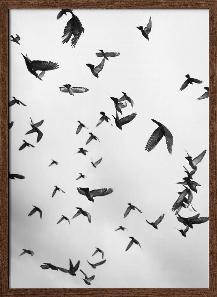 Flight &amp; Freedom No5 Poster