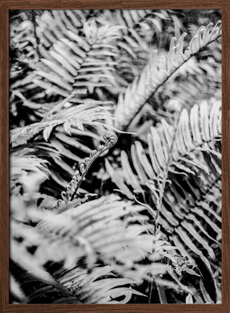 Forest Fern Poster