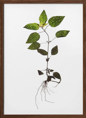 Herbarium 01 Poster