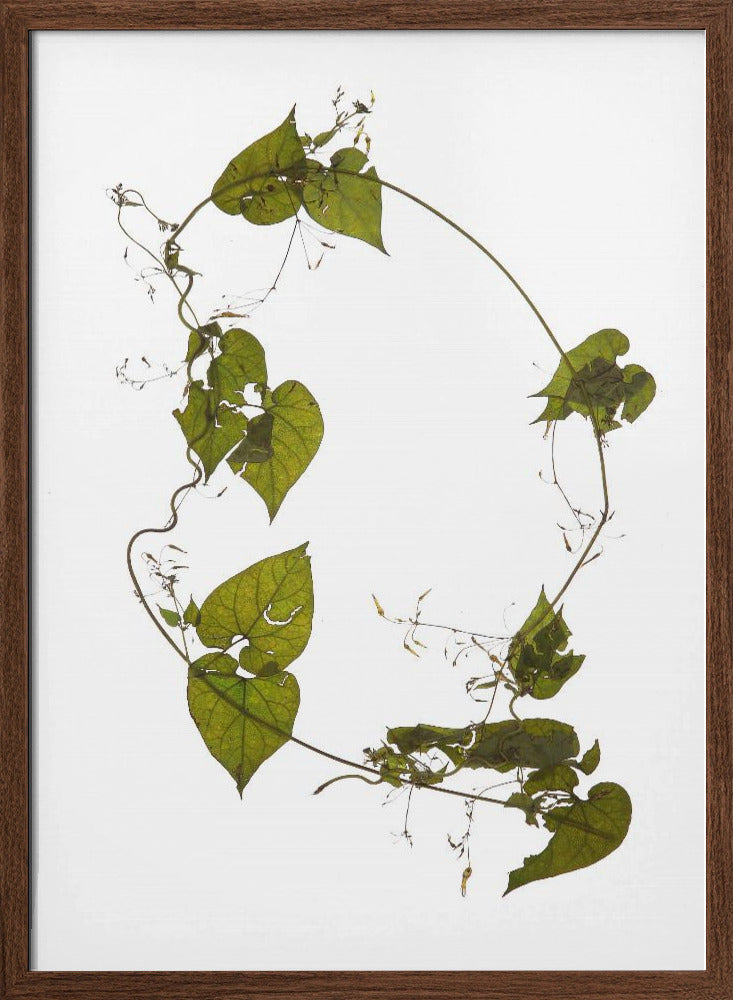 Herbarium 05 Poster