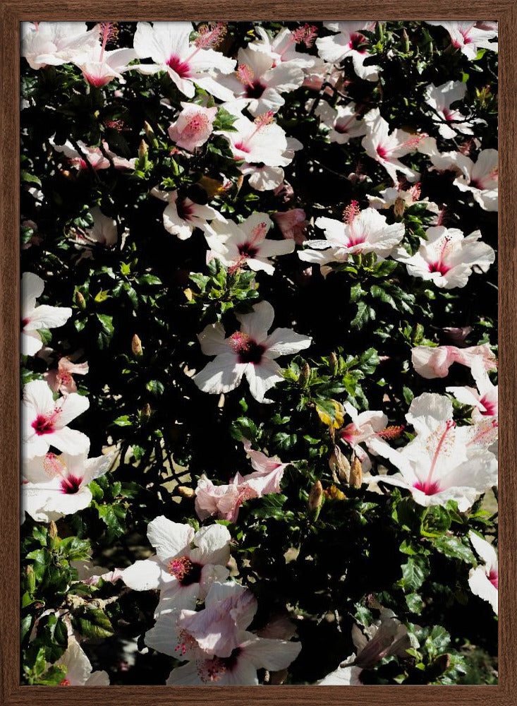 Hibiscus 02 Poster