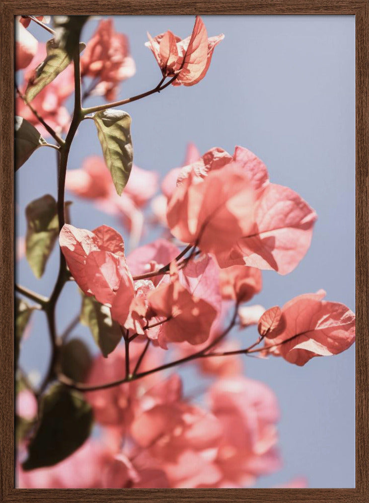 Island Bloom 02 Poster