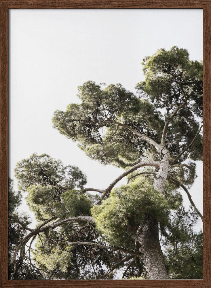 Japanese Garden 01 Poster