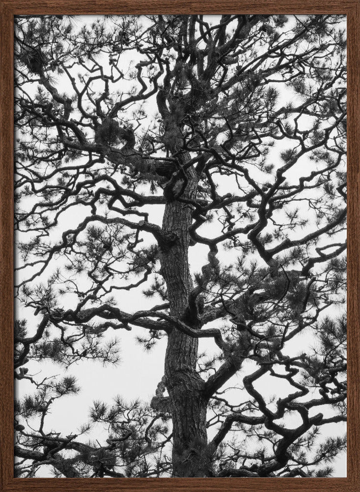 Japanese Garden 03 Poster