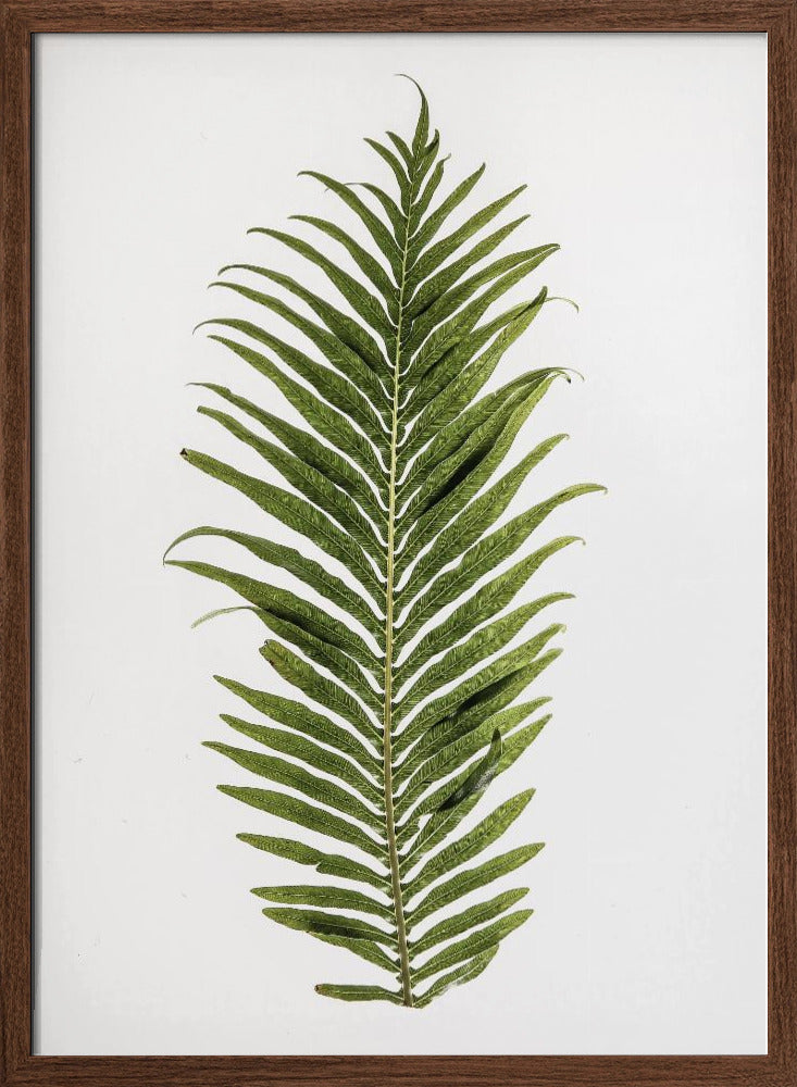 Leaf Study 01 Poster