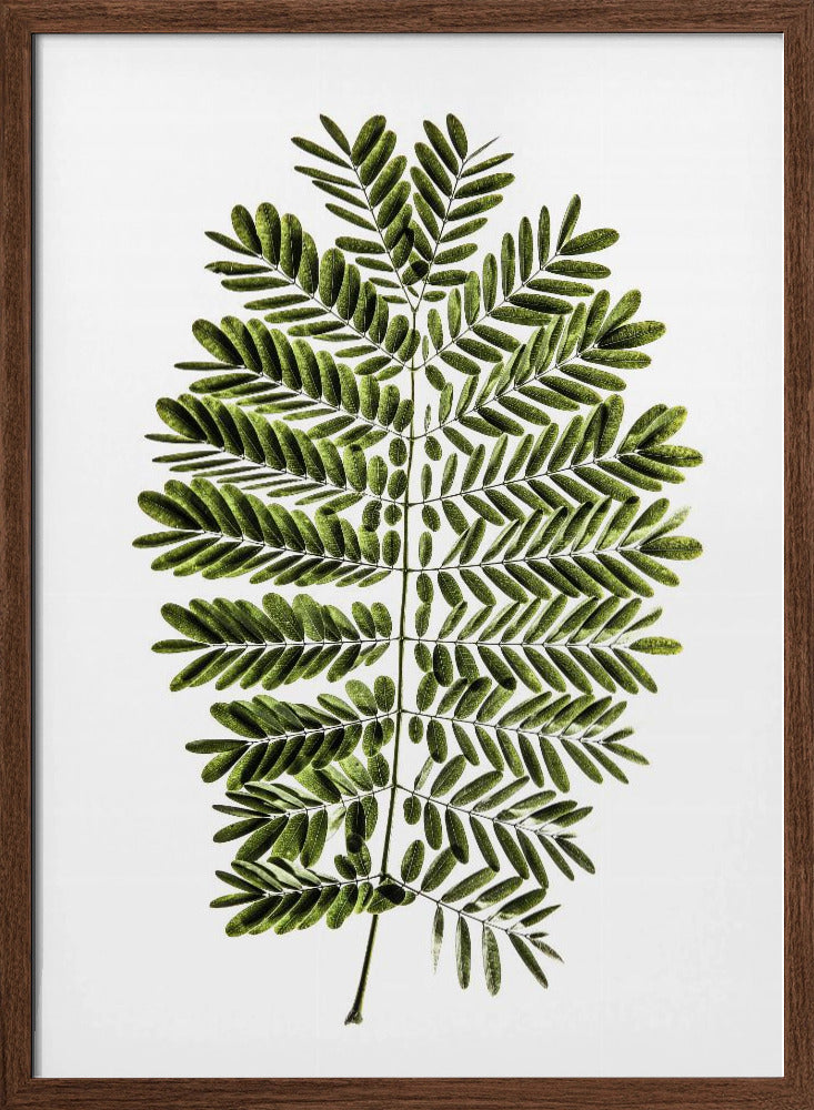 Leaf Study 02 Poster