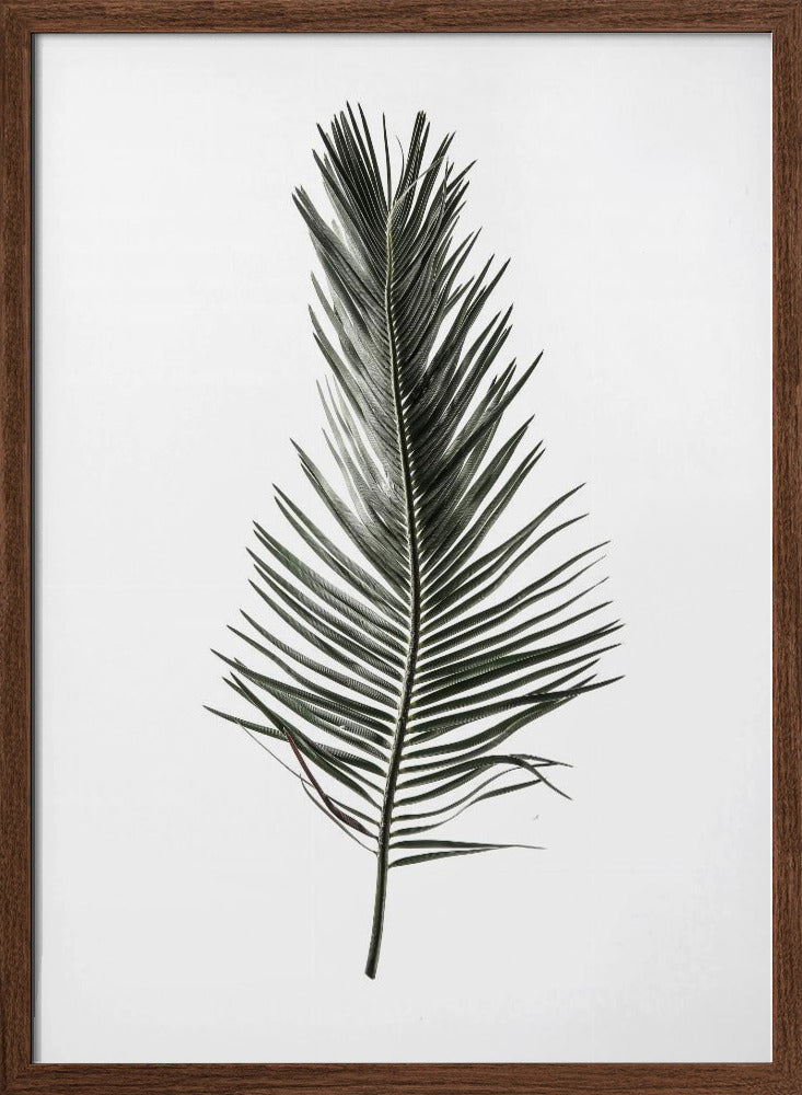 Leaf Study 03 Poster