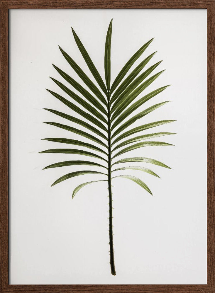 Leaf Study 04 Poster