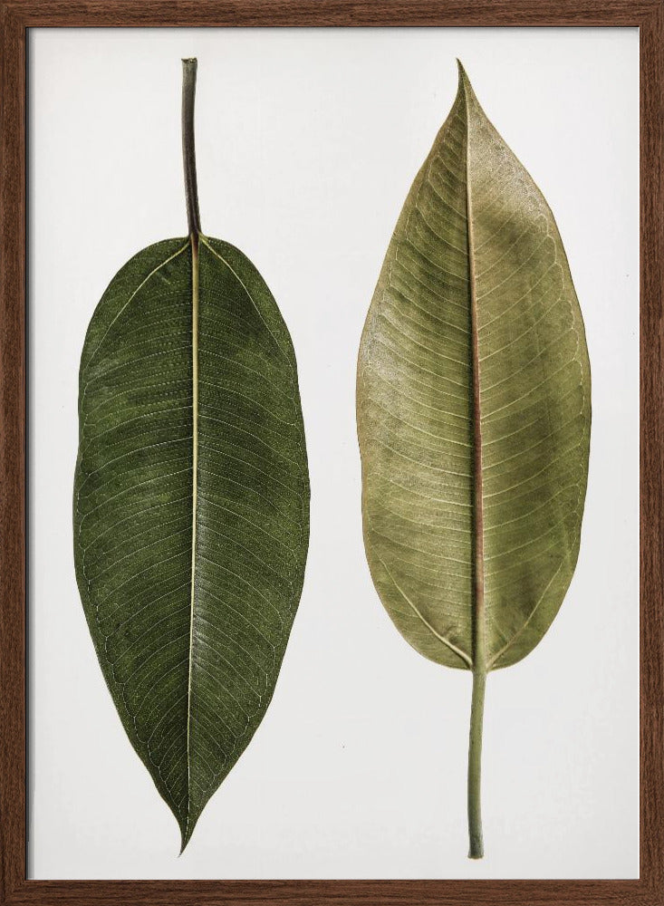 Leaf Study 05 Poster