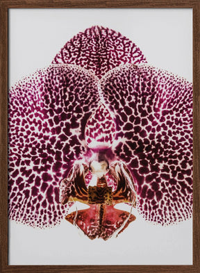 Leopard Orchid Poster