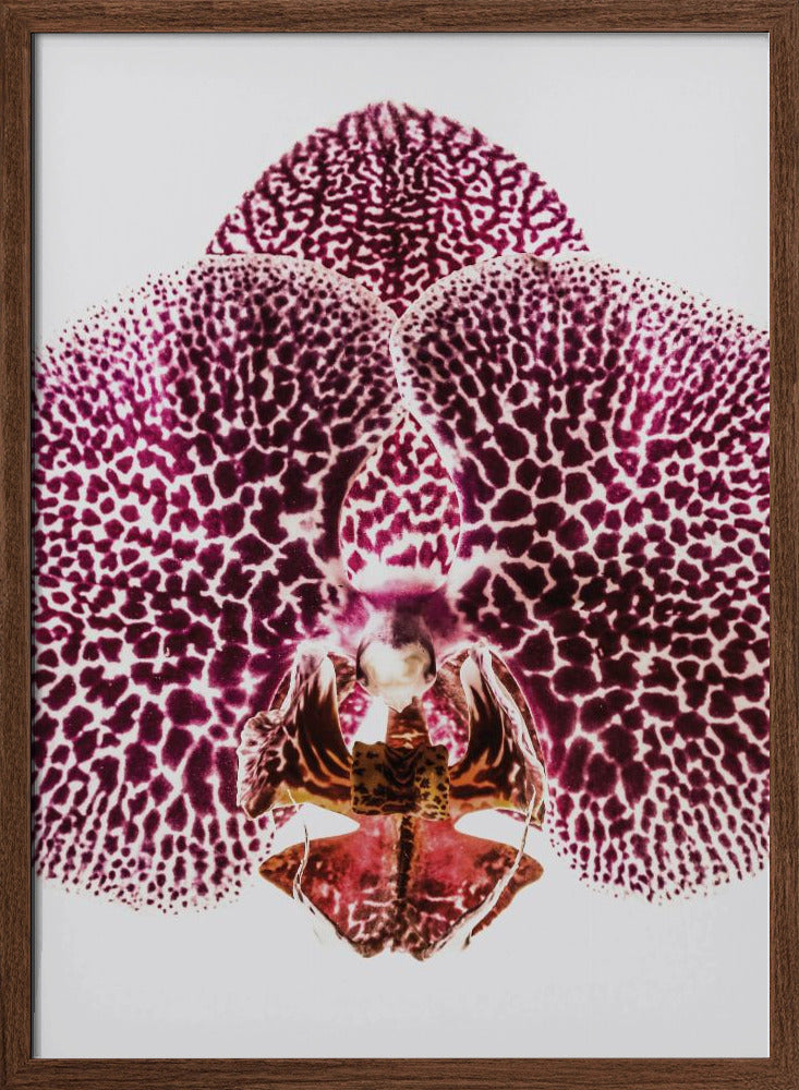 Leopard Orchid Poster