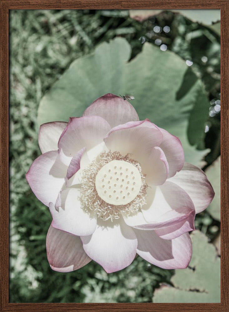 Lotus Poster