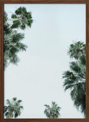 Palm Trees and Blue Skies Poster