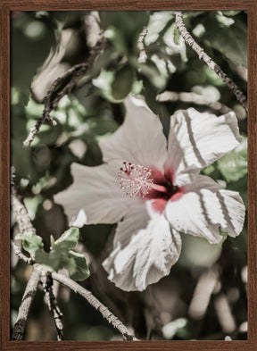 Pale Pink Hibiscus Poster