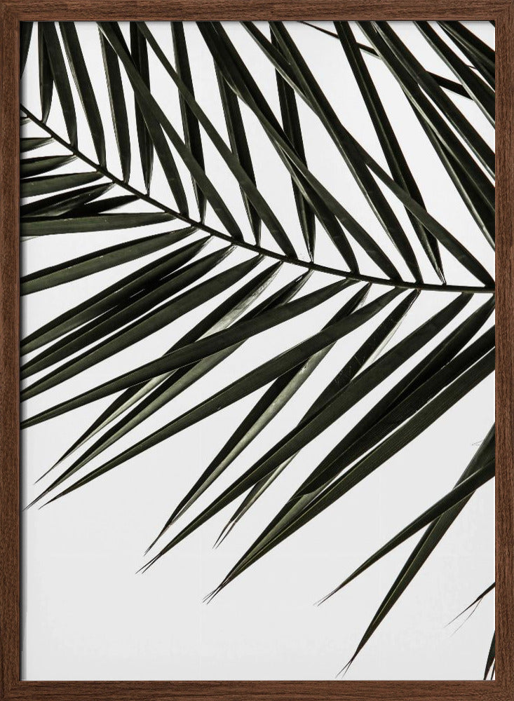 Phoenix Frond Poster