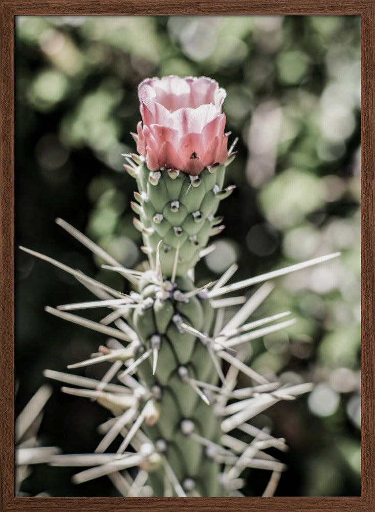 Pink Desert Bloom Poster