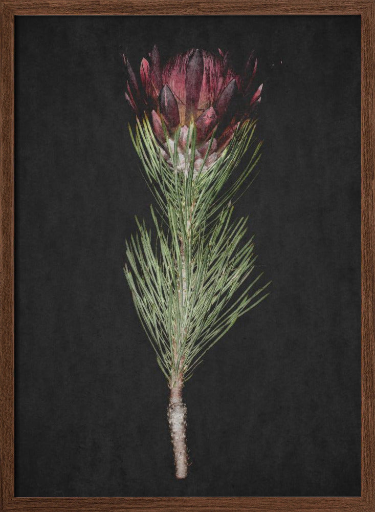 Protea Poster