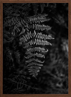 Silver Fern Poster