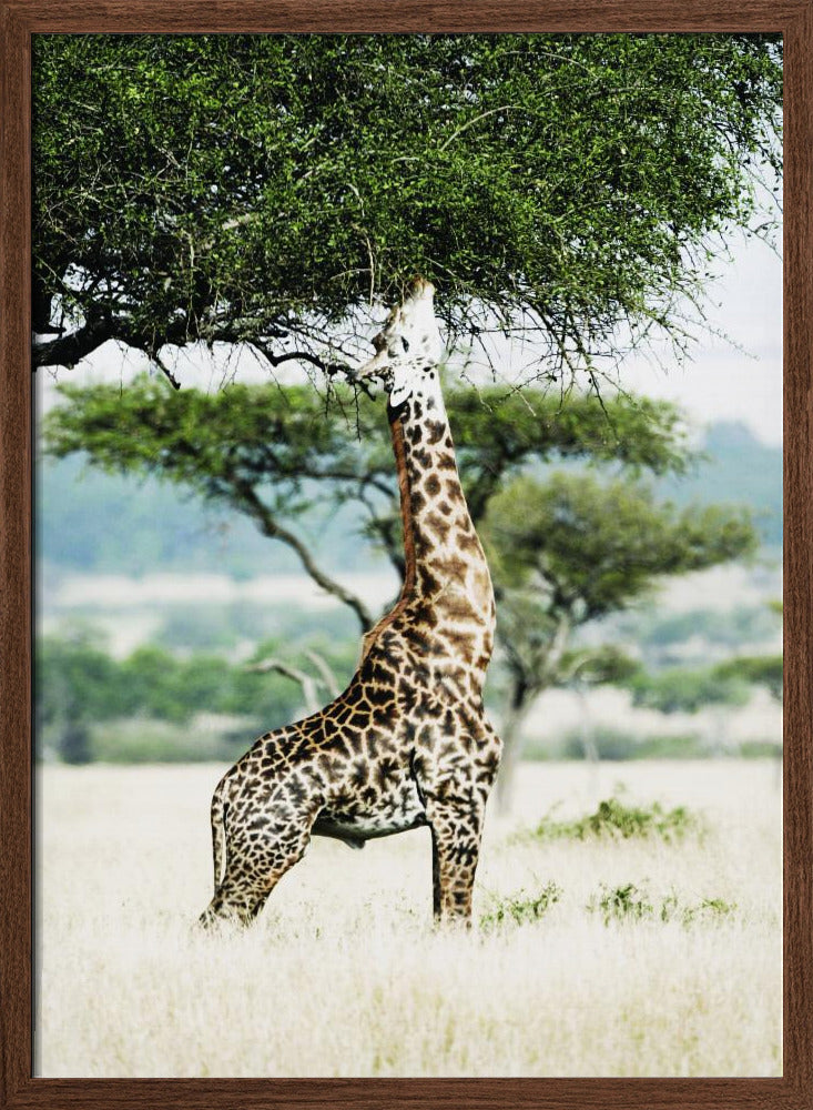 Giraff Stretch In Serengeti Poster