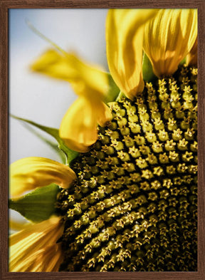 Sunflower Poster