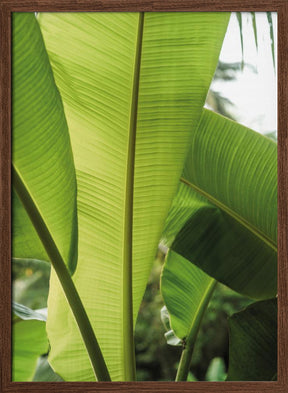 Tropic Bananna Poster