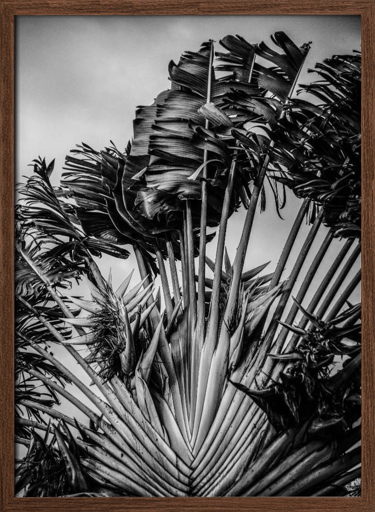 Tropical Dancer Poster