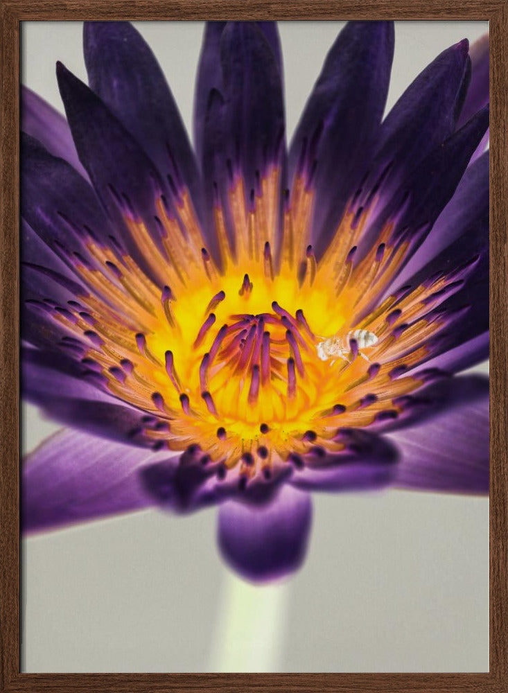 Water Lilly Poster