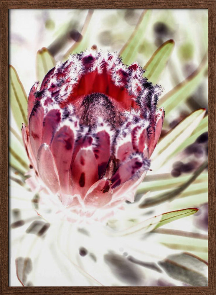 Wild Protea Poster