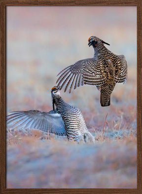 Greater Prairie Chicken-Morning Talking Poster