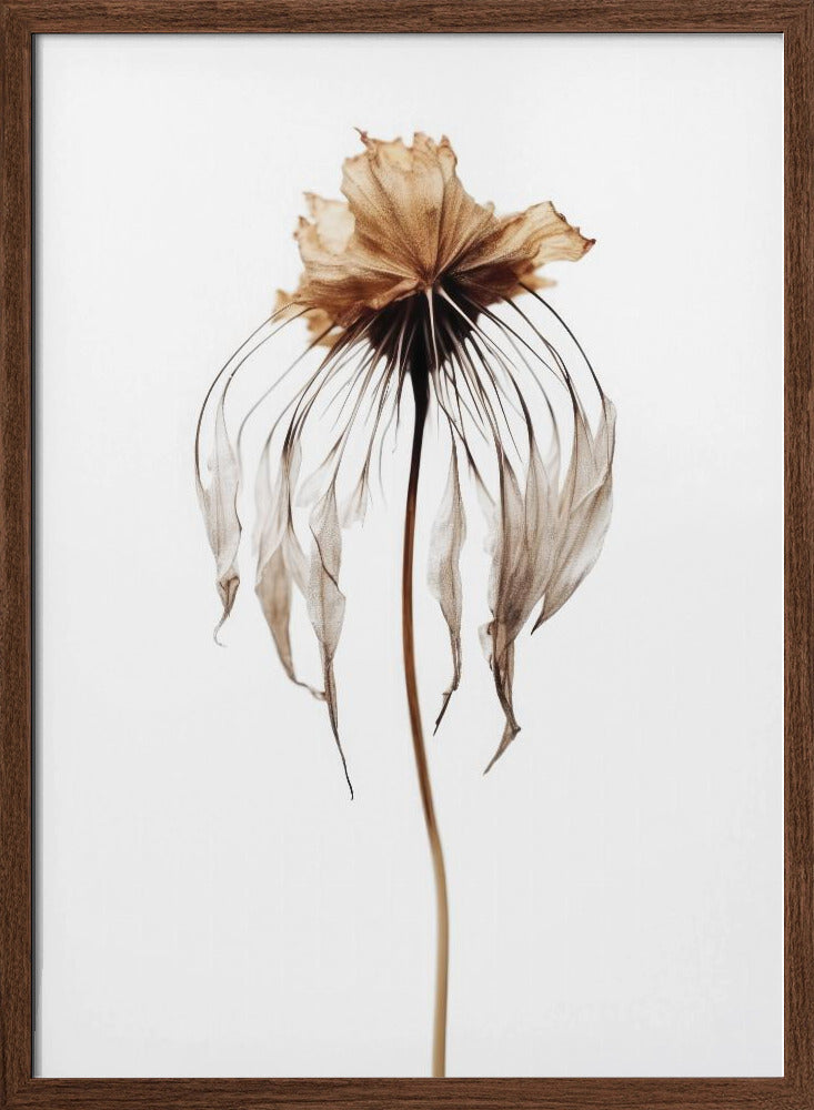 Dry Jelly Fish Flower Poster