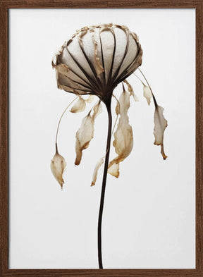 Dry Sea Shell Flower Poster