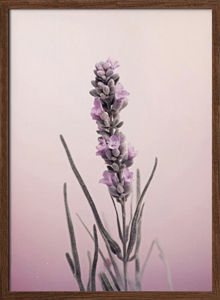 Pastel Lavender Poster