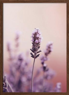 Lavender Detail Poster