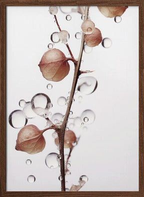 Drops On Leaf Poster