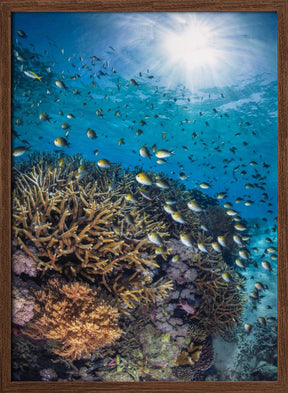 The damselfish against the light Poster