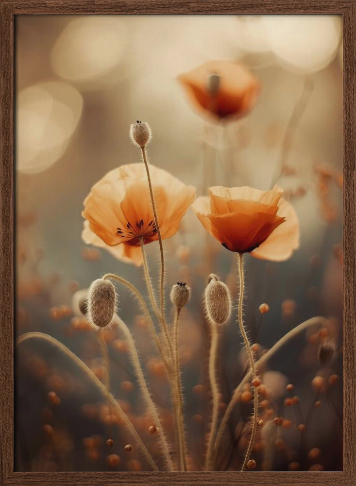 Poppy In Morning Sun Poster