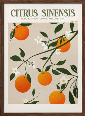 Citrus Sinensis - Orange Poster