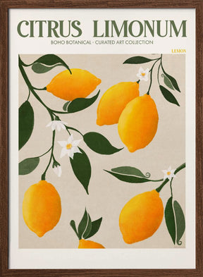 Citrus Limonum - Lemon Poster